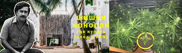 прущие грибы Алзамай